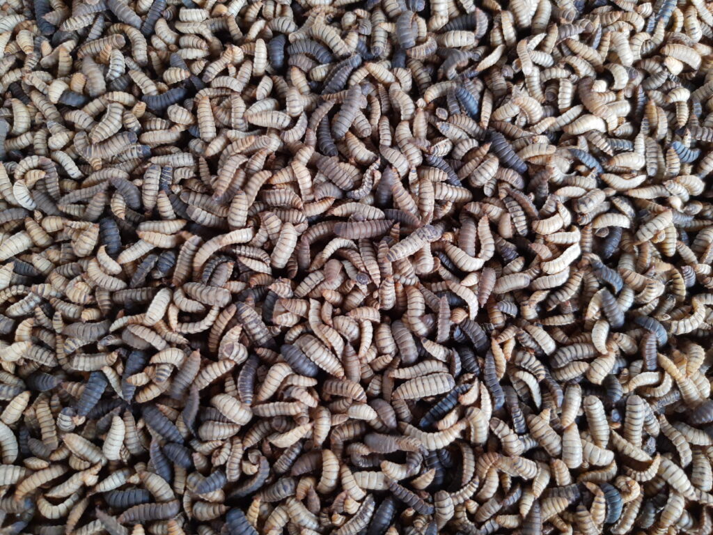 A close up view of black soldier fly larvae and pupae at an insect waste management facility