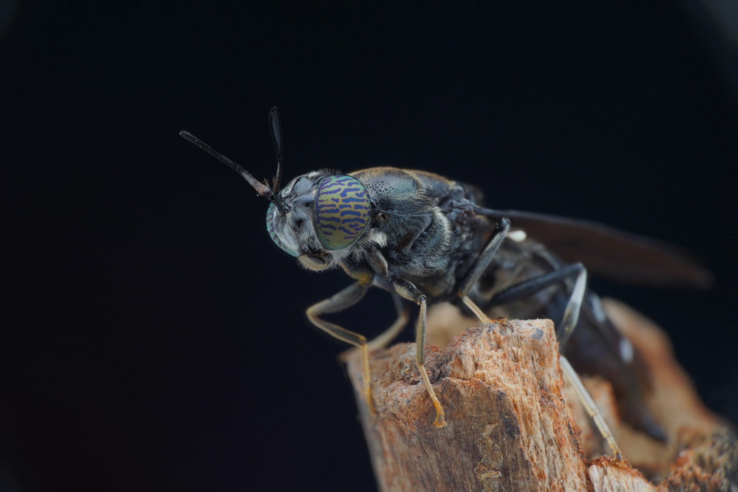 A close up view of an adult black soldier fly sitting on a piece of wood with a plain black background