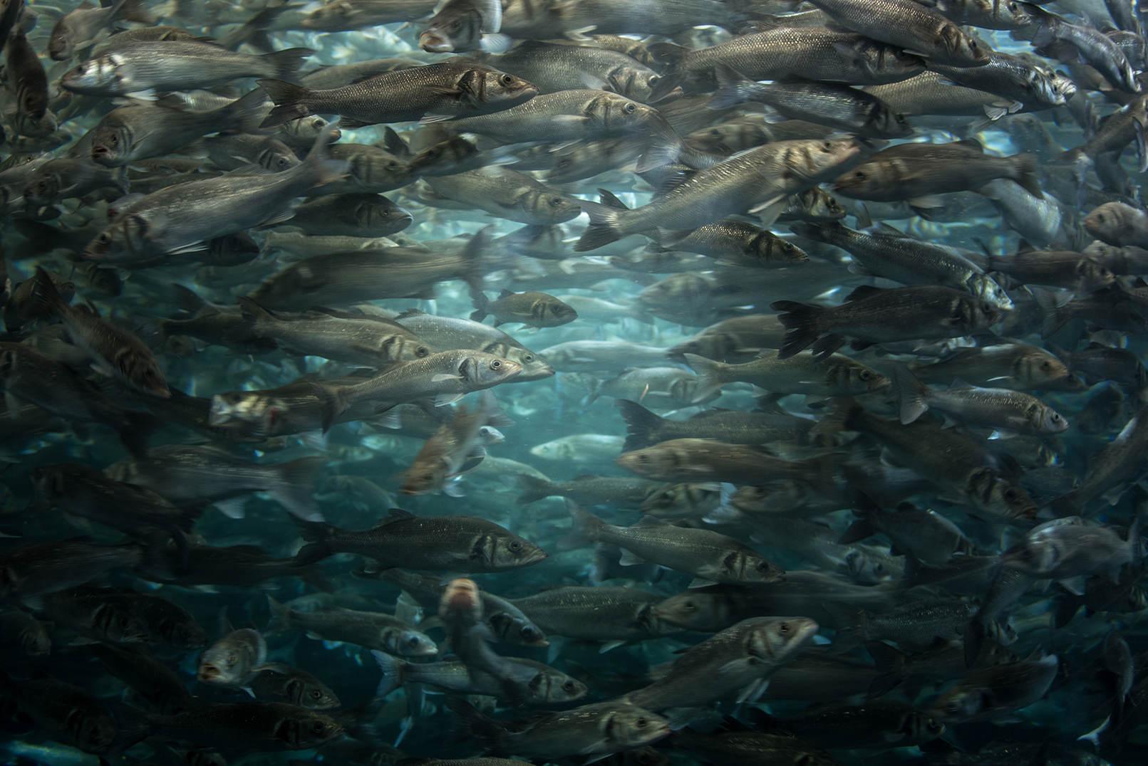 A dense school of farmed European sea bass swimming in a large aquaculture tank, creating a swirling motion underwater.