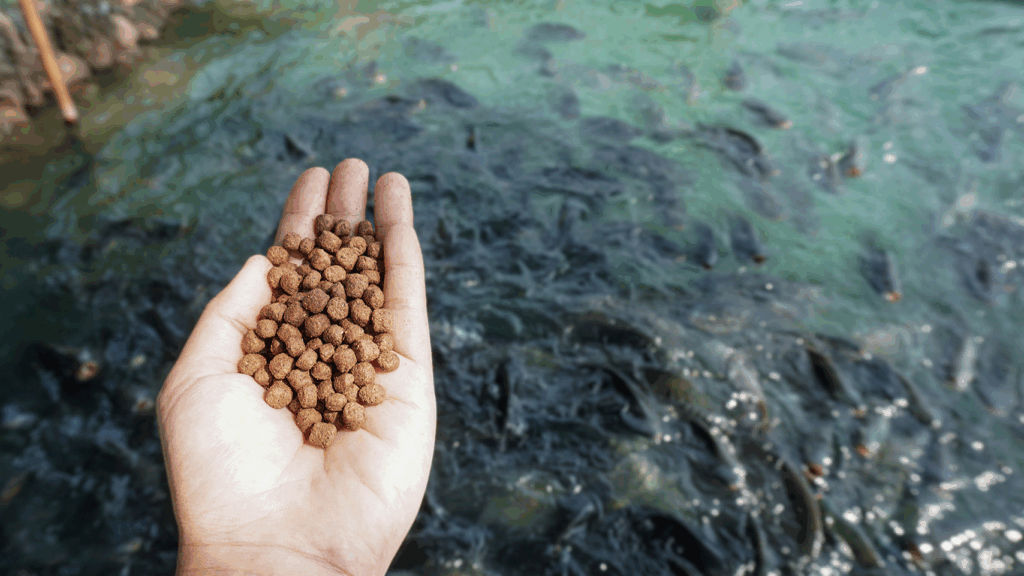 A hand holding a pile of aquafeed pellets over a pond teeming with fish swimming just below the surface.