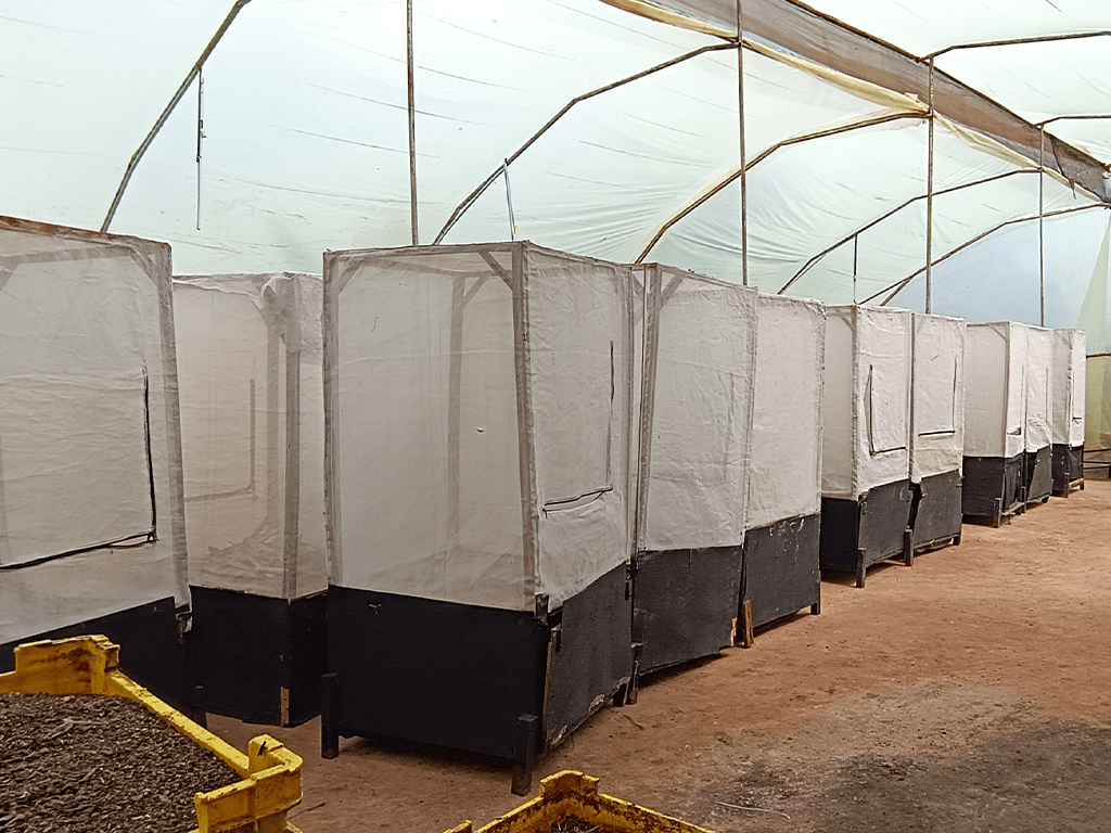 Rows of insect breeding cages inside a Flybox polytunnel system in Africa