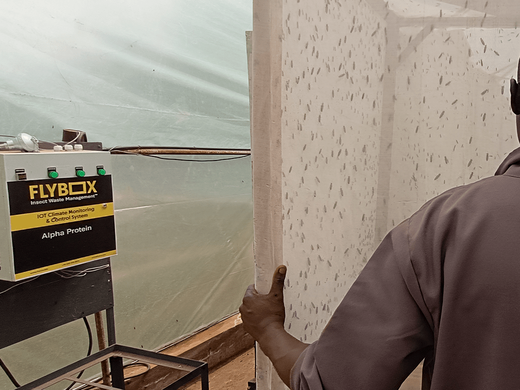 A Flybox engineer standing in front of an insect breeding cage filled with black soldier flies
