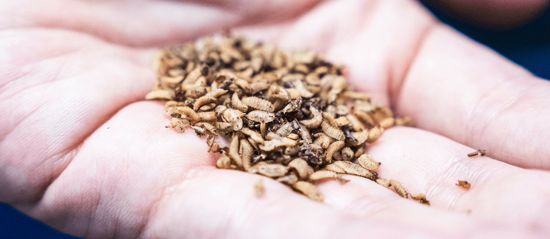A close up view of a handful of black soldier fly larvae