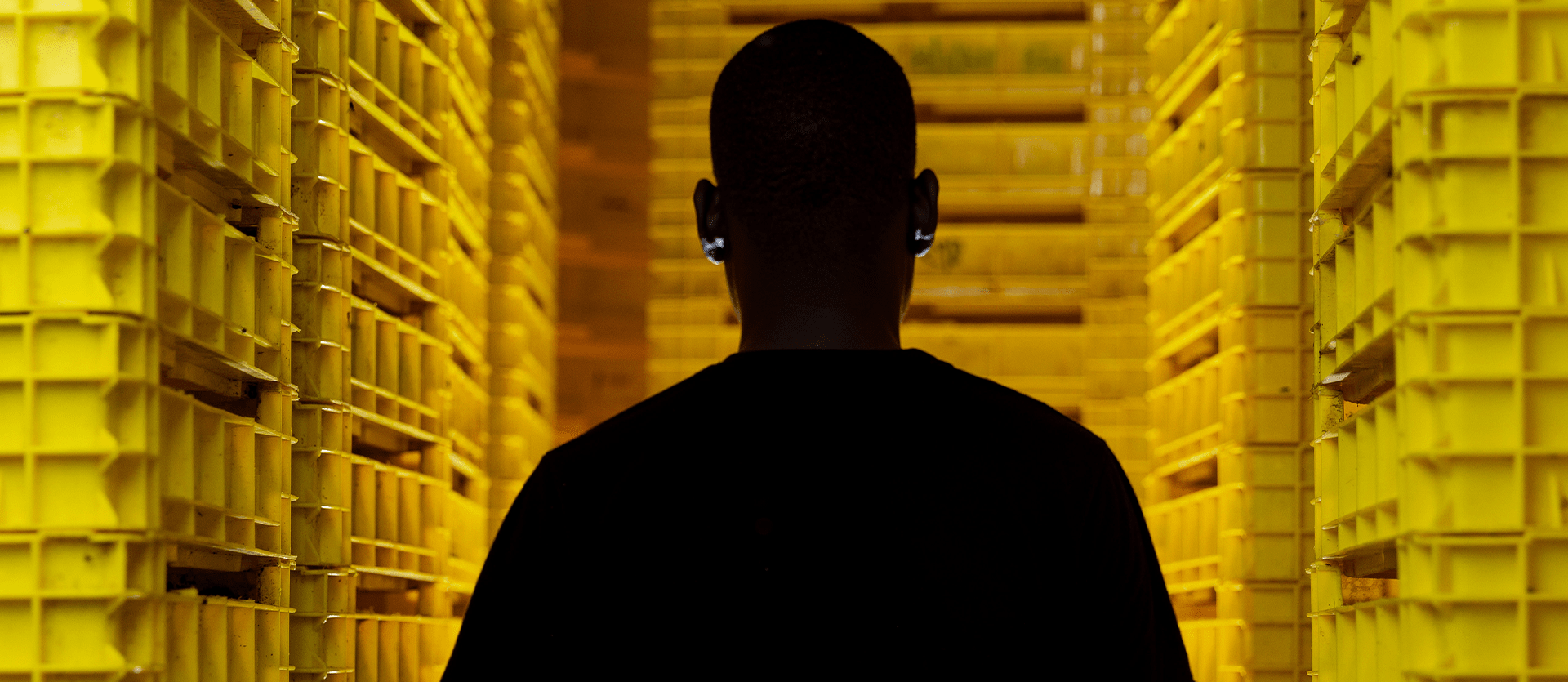 A silhouette of a Flybox employee surrounded by yellow trays filled with black soldier fly larvae at an insect farming facility