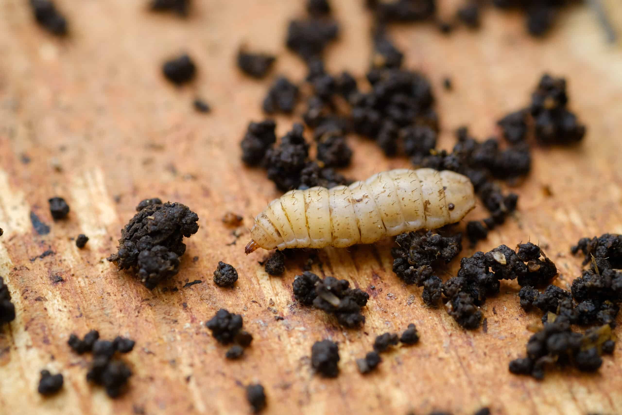 A single black soldier fly larvae on a table surrounded by soil