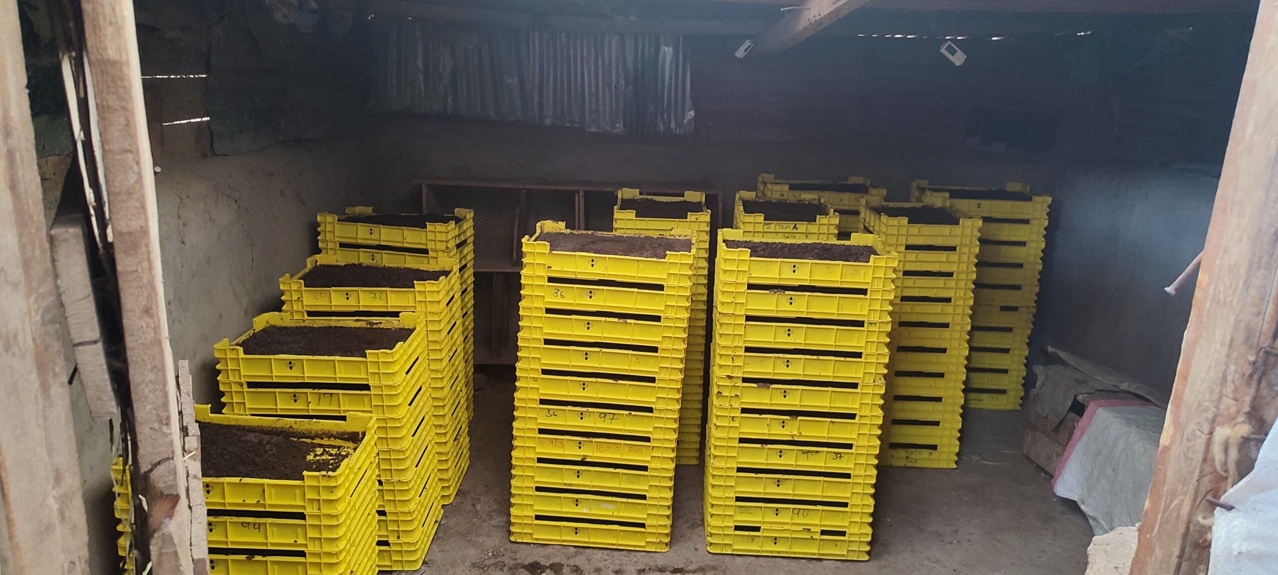 Stacks of yellow BSF rearing trays in a basic shed at a Flybox-supported farm in Kenya