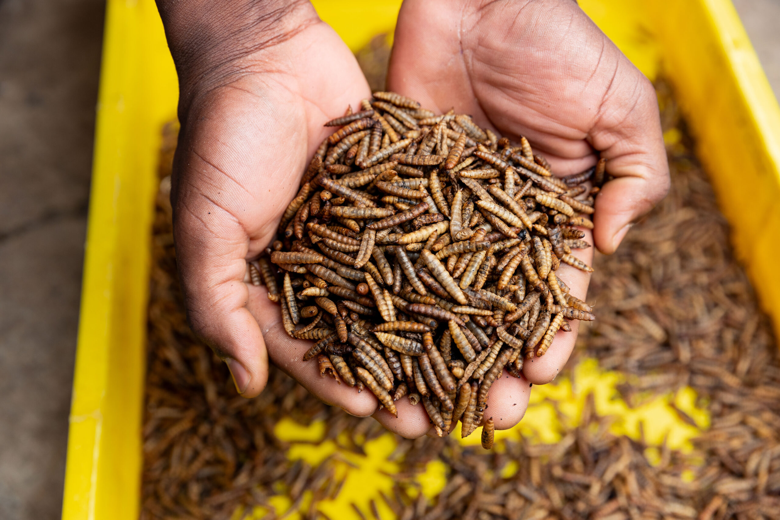 Black Soldier Fly larvae processing organic waste