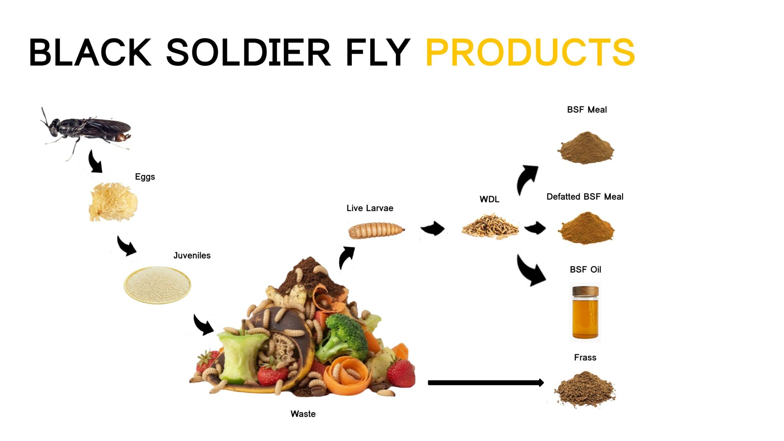 Black soldier fly products including BSF meal oil and frass
