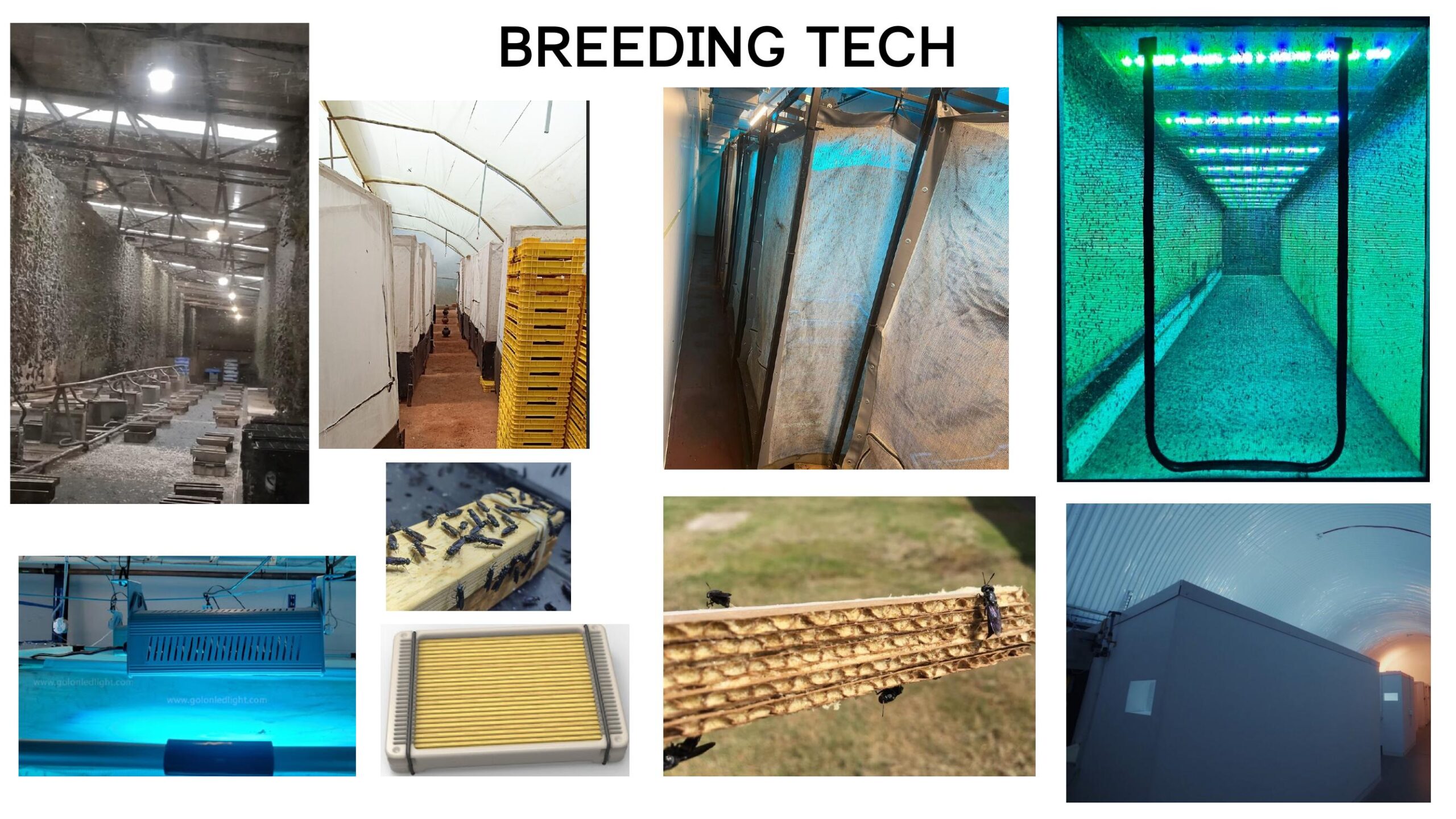 Black soldier fly breeding technology cages and lighting