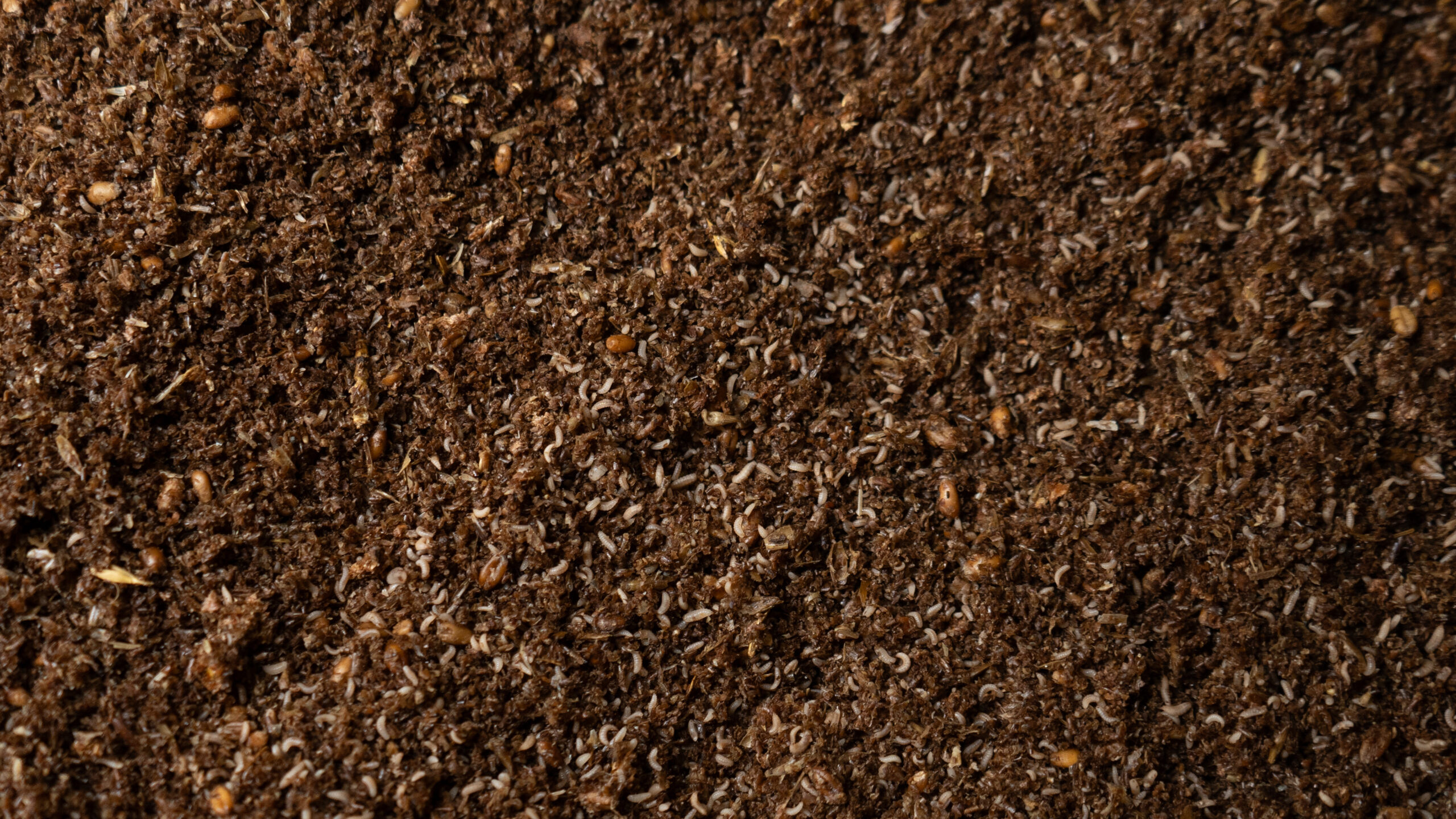 Black Soldier Fly neonates on nursery feed substrate